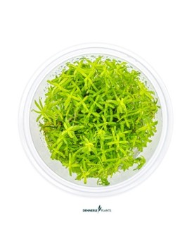 Rotala sp. Wayanad - Plant It!